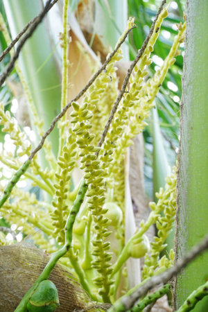 Close up of coconut flower bloom on treeの写真素材