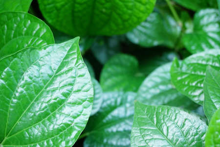 Close up of betel leaf, Vegetable backgroundの写真素材