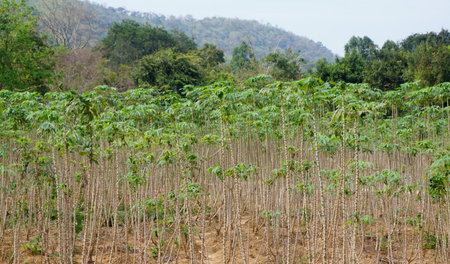Cassava tree farm at countrysideの写真素材