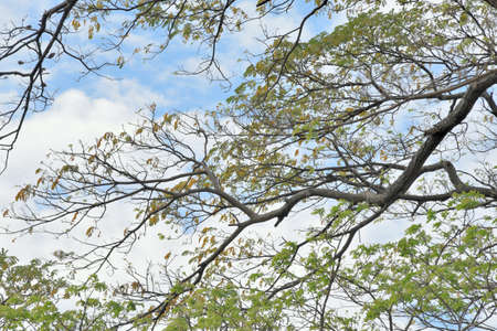 Tree branch with blue sky and cloudsの写真素材