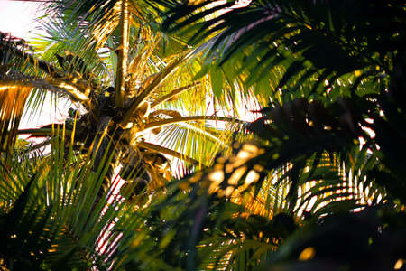 Coconut tree with morning light sceneの写真素材