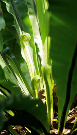 Grow up fern leaf close up shotの写真素材