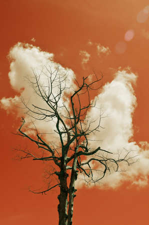 Dried tree with clouds and red sky backgroud, Heat and hot in summer time conceptの写真素材