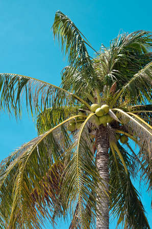 Coconut tree with blue sky background, Low angle viewの写真素材