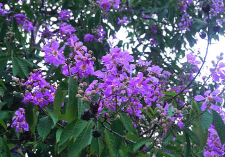 Kedah Bungor flower bloom on tree ( Lagerstroemia floribunda )の写真素材