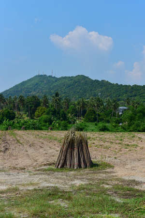 Plantation of cassava tree, Agricultureの写真素材