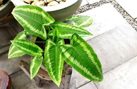High angle view of plants Schismatoglottis Wallichii, green leaves with beautiful white streaksの写真素材
