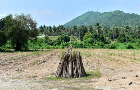 Plantation of cassava tree, Agricultureの写真素材