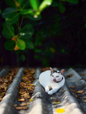 Fat cat rest on roof with dark backgroundの写真素材