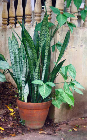 Snake plant in flower potの写真素材