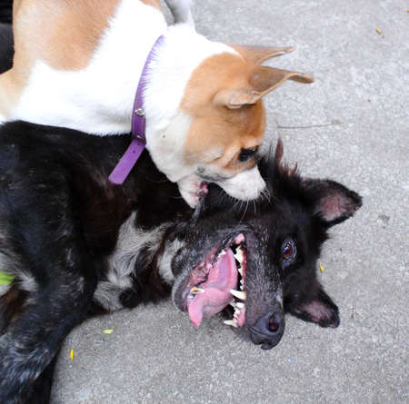 Two dogs play together with happinessの写真素材