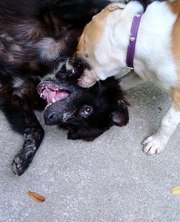 Two dogs play together with happiness