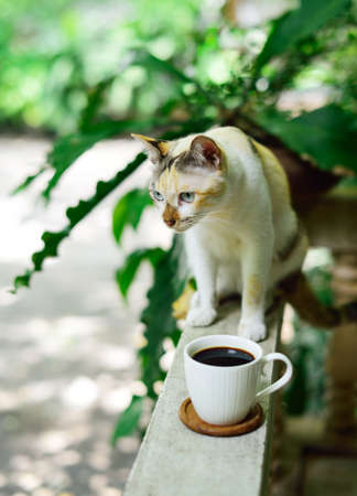 Hot coffee cup on railing with cat beside, Coffee at homeの写真素材