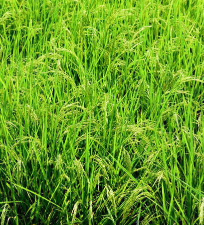 Rice growth with seed, Agriculture background