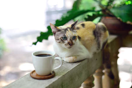 Hot coffee cup on railing with cat beside, Coffee at homeの写真素材