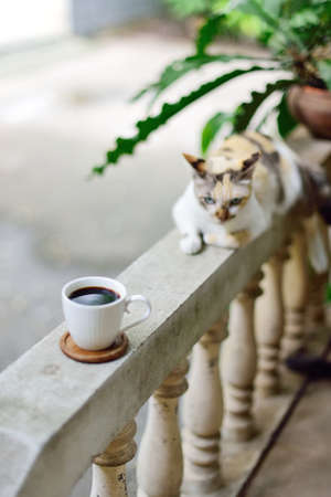 Hot coffee cup on railing with cat beside, Coffee at homeの写真素材