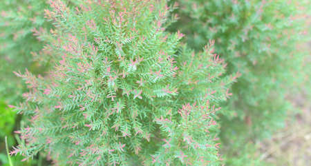 Close up of fresh plant growthの写真素材