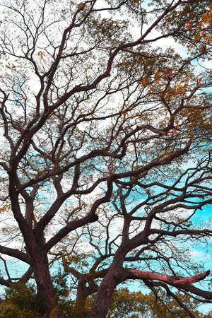 Big tree canopy with blue sky background
