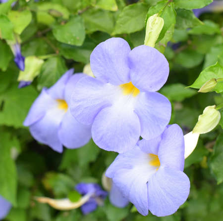 Flower of Thunbergia laurifolia or blue trumpet vineの写真素材