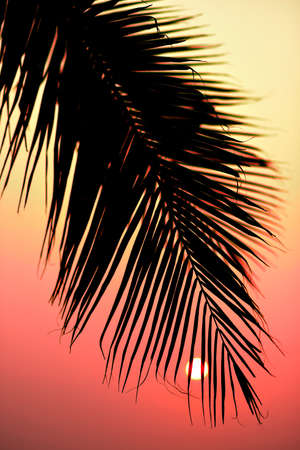 Silhouette of palm tree with sunset skyの写真素材