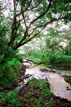 Nice landscape, River in forest backgroundの写真素材