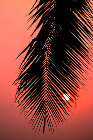 Silhouette of palm tree with sunset skyの写真素材