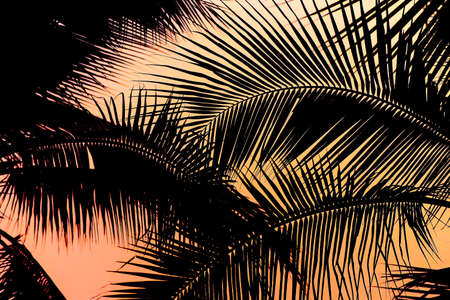 Silhouette of palm tree with sunset skyの写真素材