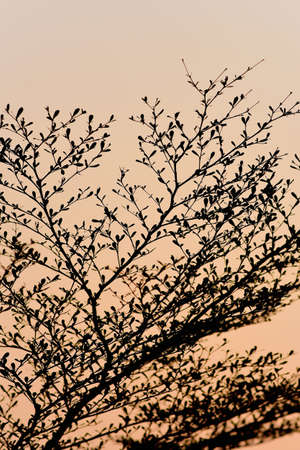 Tree silhouette with sunset sky backgroundの写真素材