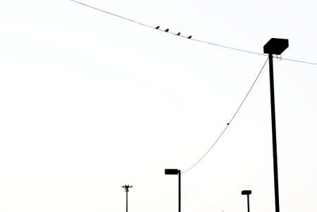 Silhouette of bird on electric wireの写真素材