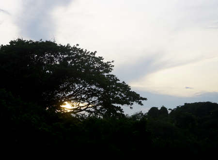 Silhouette tree with sunset skyの写真素材