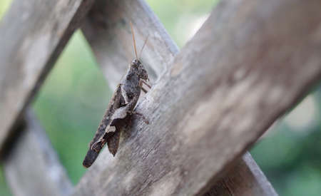 Locust at wooden wall close up shotの写真素材