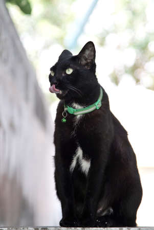 Portrait of black cat tongue out and sitting on staircase