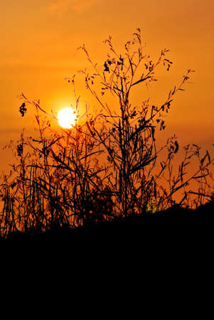 Sunset sky with silhouette of plant foregroundの写真素材