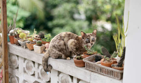 Cat on concrete wall and looking at camera with plant in pot backgroundの写真素材