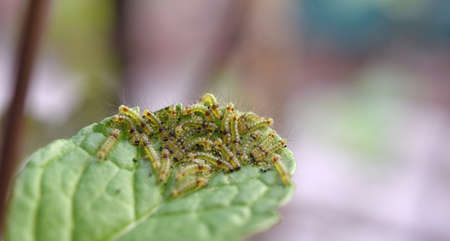 Group of young worms on mints leaf, Close up shotの写真素材
