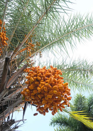 Dates on a date palm in the wild