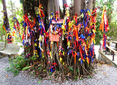 CHONBURI, THAILAND - 2 APR : Vibrant ribbon at tree in mountain khao tabaek on 2 April 2022 in Wat...