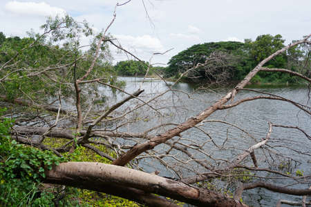 Dead tree fallen beside lake at rural landscapeの写真素材