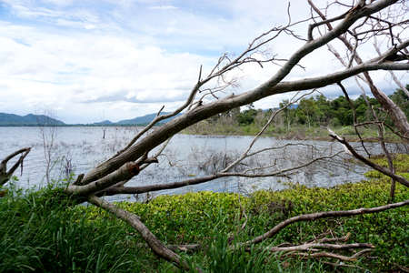 Fallen tree beside lake, Nature backgorundの写真素材