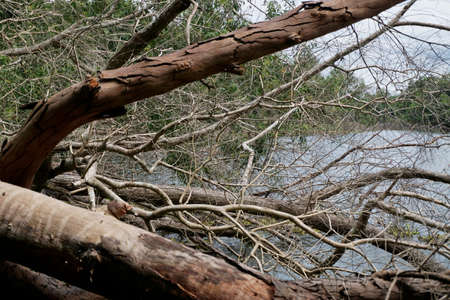 Dead tree fallen beside lake at rural landscapeの写真素材