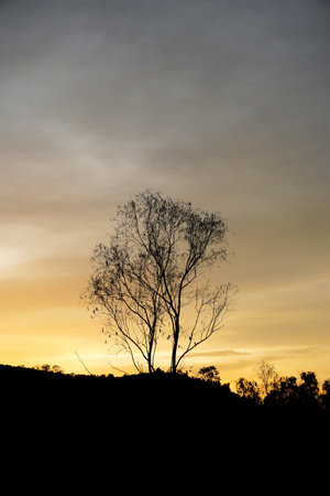 Vertical garden background, Nice leaf and plant texture backgroundの写真素材