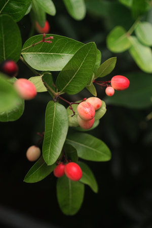 Pink fruit at tree, Karonda fruitの写真素材