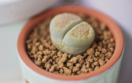 Lithops, Genus of succulent plantsの写真素材