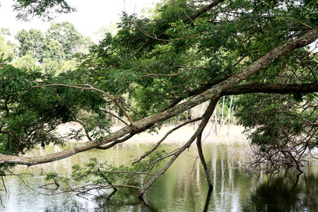 Nice tree beside lake , Nice landscapeの写真素材