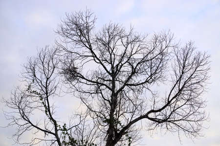 Silhouette of leafless tree with clouds sky backgroundの写真素材