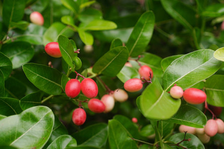 Pink fruit at tree, Karonda fruitの写真素材