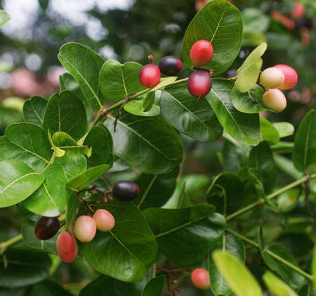 Pink fruit at tree, Karonda fruitの写真素材