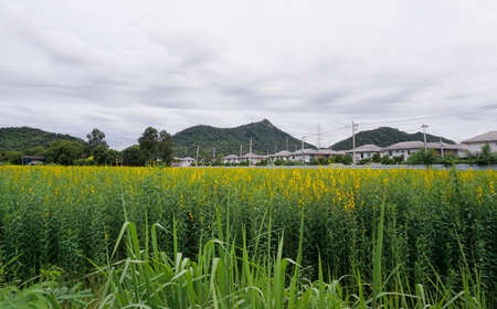 Crotalaria Juncea or Sun Hepm flower blossom at field with resident area backgroundの写真素材