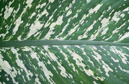 Close up shot of dark green and white striped Dumb cane's leaf.(Scientific name : Dieffenbachia)の写真素材