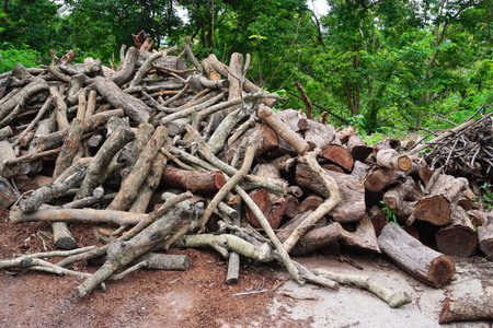 Group of wood on groundの写真素材